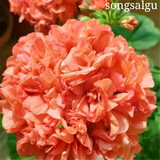 唯友大花天竺葵盆栽重瓣四季垂吊开花直立花卉庭院阳台带花苞发货花苗 橙绒