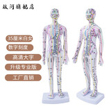 政河针灸穴位人体模型经络穴位模特图全身中医十二经络铜人可扎针小皮 35厘米白女数字刻度便携款/送豪礼
