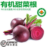 诸氏橙品【有机】甜菜根 现挖红菜头紫甜菜 榨汁沙拉食材云南新鲜蔬菜整箱 【有机红甜菜】 1.5KG尝鲜装
