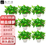 九千谷绿萝8盆装办公室桌面绿植盆栽花卉盆景带自动吸水盆源头直发