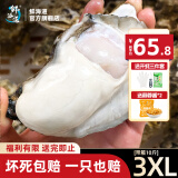 鲜海道【活鲜】鲜海道生蚝  乳山牡蛎 新鲜海蛎子生鲜贝类 精品3XL号带箱10斤送两袋蒜蓉酱