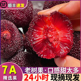 正宗浙江台州仙居杨梅东魁杨梅新鲜当季孕妇水果60颗3斤礼盒现摘 40颗17g-23g中果
