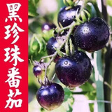瑞蔬源番茄苗黑番茄种苗小西红柿苗秧苗家DIY庭种植/黑珍珠番茄苗6棵