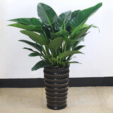 大叶金钻绿叶子大型绿植室内外栽种四季好养四季常绿礼客厅绿植 大叶金钻小盆栽40-50厘米高度 1 盆3颗 不含盆