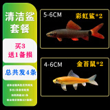 森悠（SARYOR）金苔鼠淡水鱼鱼缸清洁鱼观赏鱼热带鱼好养工具鱼吃垃圾鱼 金苔鼠鱼2条+彩虹鲨2条