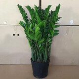 御春阁 带盆带土 水培 金钱树盆栽苗 象征荣华富贵 室内盆栽花卉绿植 15-25cm一盆4-5棵