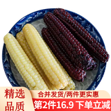 滇味十足（DIANWEISHIZU）云南西双版纳拇指小玉米宝宝代餐软糯香甜早餐玉米健康代餐 【白糯8+紫糯8】
