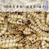 余三哥（yusange）大麦虫500g鲜活大号面包虫八哥画眉鸟食乌龟金银龙鱼活体虫子饲料 100条大麦虫 麦麸+镊子