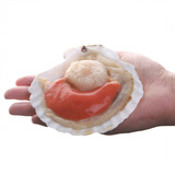 鲜味时刻 新鲜冷冻带黄半壳虾夷大扇贝 超大10-12个1000g