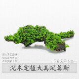 逸乐宠鱼缸水草活体鱼缸造景懒人水草套餐有茎类水榕前中后景水兰珍珠皇冠真水草水兰水族箱装饰小鱼缸造景 15-20cm莫斯沉木