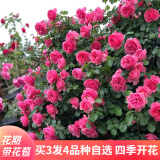 苏艺缘爬藤月季花苗蔷薇花苗藤本月季四季开花藤曼玫瑰浓香爬藤植物花卉 粉色达芬奇 2米以上特大苗壮分枝多开花爆满