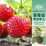 寿禾草莓苗带土发货大苗寿光大型苗场四季带盆栽好春夏季批发奶油秧苗 【组合3盆】2盆红颜+1盆章姬苗