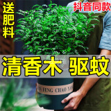 驱蚊虫清香木盆栽正宗胡椒木花卉绿植四季好养净化空气吸甲醛植物 厂家补贴【驱蚊虫清香木】仅剩18 回购大苗【驱蚊80平方】原土原盆