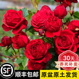 坤卉【养死补发】阳台盆栽月季花四季开花玫瑰花树苗耐寒耐旱灌木月季