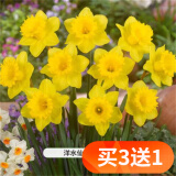 欧悟重瓣带芽水仙花种球盆栽 百合花种球郁金香水养绿植花卉室内盆栽 C款重瓣水仙花球4个+花盆+营养液