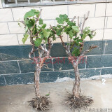 子豪缘葡萄树苗地栽爬藤南方北方种植品种 4年葡萄苗 70cm(含)-79cm(含)