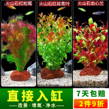 疯狂水草（FKSC）真水草鱼缸造景套餐净化水质懒人鱼缸水草植物直接入缸蜈蚣草 【火山石】红红火火组合3棵
