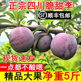 颜曼箐【JD/顺丰直达】新鲜四川五月脆红李凤凰李空心脱骨李子礼盒 5斤精选大果礼盒100枚以内