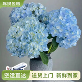 云南鲜花批发品质玫瑰百合水养鲜切花送女友生日礼物源头直发 绣球蓝色-1支（深蓝浅蓝随机发货） 【任选2件—不收运費】