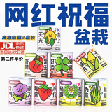靓做种植易拉罐植物盲盒桌面盆栽薄荷花卉绿植罐头植物创意diy绿植 寓意盲盒【3罐装】
