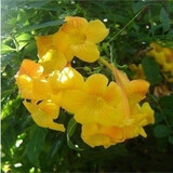 格秀洁凌霄花苗凌霄花树苗庭院爬藤植物凌霄苗老桩大盆栽绿化攀爬紫藤苗 黄色凌霄5年苗（当年开花） 苗