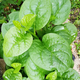 播种心情 家庭种植蔬菜种子孑籽大全四季播种阳台盆栽农家庭院小菜园有机 木耳菜种子2包