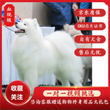 咯咪萨摩耶幼犬纯种活体微笑天使熊版萨摩大型犬雪橇犬萨摩耶犬宠物狗 血统级
