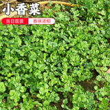 密云农家 本地自种香菜100g 鲜摘 新鲜时令蔬菜生鲜