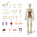 通用初中生物人体结构骨骼架模型器官脏解剖3d医学可拆卸拼装儿童玩具 透明款-人体模型
