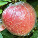 徐州丰县大沙河红富士新鲜苹果10斤特级脆甜野生水果冰糖心丑萍果 净重9斤 中果 纸箱 24个左右