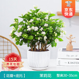 开时果 茉莉花盆栽浓香型 桌面绿植物阳台花卉树苗盆景摆件源头直发包邮 精品茉莉花5-10棵【花瓣瓷盆】