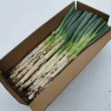 抢到就是赚】正宗山东大葱新鲜农家自种分葱长葱小细葱脆香葱甜葱 5斤带皮大葱 2500g