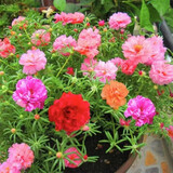 四季开花花种子 阳台室内植物盆栽套餐绿植花卉花草易活种籽 太阳花100粒懒人盆套餐