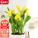 易囍艺 郁金香种球水培盆栽花卉土培室内花绿植盆栽水养植物花卉进口大 黄色郁金香1球+营养液