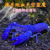 噢水噢鳌虾观赏虾鱼缸淡水宠物大型水族活体虾龙纹天空蓝魔红白蓝小鳌虾 德系天空7-8厘米1对