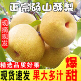 财莱乐砀山梨酥梨脆甜水果当季现摘现发整箱脆甜百年老树新鲜梨子 5斤特大果