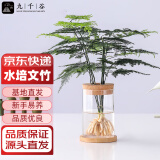 九千谷水培植物文竹室内观叶植物盆栽绿植花卉含玻璃瓶竹托源头直发8160