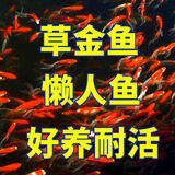 鱼多趣金鱼锦鲤观赏鱼热带鱼草金鱼耐活皮实活体金鱼锦鲤草金鱼 草金鱼10条送备损 4-7厘米【好养耐活】
