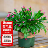 花翁新品蟹爪兰花苗盆栽四季多肉绿植盆栽蟹爪莲室内花卉源头直发