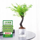 通沭小叶紫檀室内盆栽绿植四季常青植物花卉 小叶紫檀+早安盆源头直发