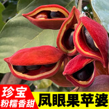 广东凤眼果新鲜水果 富贵子九层皮果六旺果萍苹婆果七姐果纯黑果 速冻去皮凤眼果袋装 1斤【去壳发货-黄果仁】