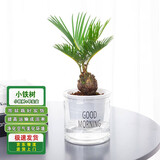 通沭小铁树室内盆栽桌面四季常青植物花卉 小铁树+早安盆源头直发