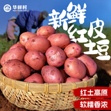云南高山红皮土豆新鲜富硒黄心小洋芋农家老品种大马铃薯批发6 大果9斤【比鹅蛋大】