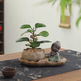 八芽盆栽小盼菩提树植物室内禅意盆景办公室桌面好养绿植源头直发包邮 莲花盆菩提（禅思菩萨套装）