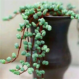 忆润蝶多肉植物带盆绿植花卉盆栽贵货老桩群生玉树玉露仙人掌肉肉 毕玉莲10-15叶【不含盆】