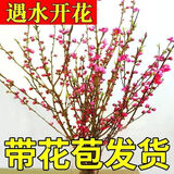 蔓缀 雪柳干枝梅遇水开花枯木逢春水培桃花梅花鲜花带花苞发货好养活 桃花 10枝装遇水开花 带花苞