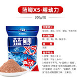 龙王恨鱼饵蓝鲫青春版X5新三样教练团自制鲫鱼饵料四季野钓黑坑鲫鱼配方 蓝鲫X5·腥动力【300克】