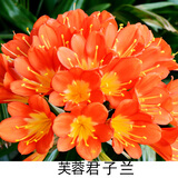 种花迷君子兰盆栽老苗带花苞四季好养多肉花卉绿植物室内圆头和尚大小苗 带土包成活特级芙蓉10-12片叶 不含盆
