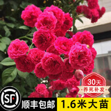 禾述【不活补发】木香花树苗爬藤四季开花特大苗耐寒盆栽地栽爬墙花卉 甜蜜红木香 中苗(50cm-80cm)