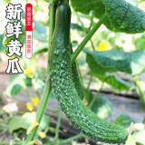 密水农家本地新鲜自种绿心黄瓜 鲜摘水果黄瓜 绿黄瓜 蔬菜 1500g